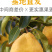 【一件代发】中华丑梨水果新鲜软糯香甜产地直供