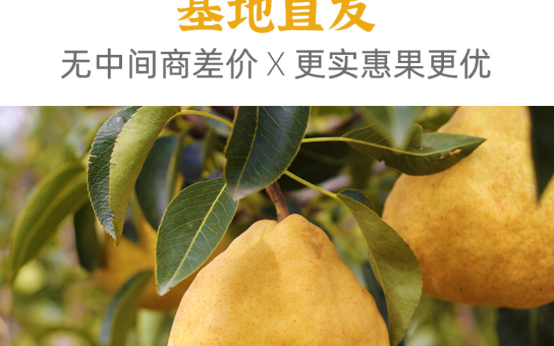 【一件代发】中华丑梨水果新鲜软糯香甜产地直供