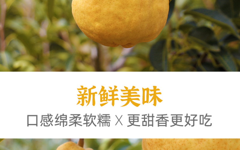 【一件代发】中华丑梨水果新鲜软糯香甜产地直供
