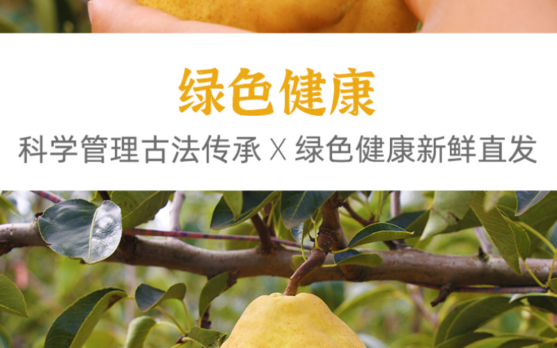 【一件代发】中华丑梨水果新鲜软糯香甜产地直供