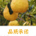【一件代发】中华丑梨水果新鲜软糯香甜产地直供