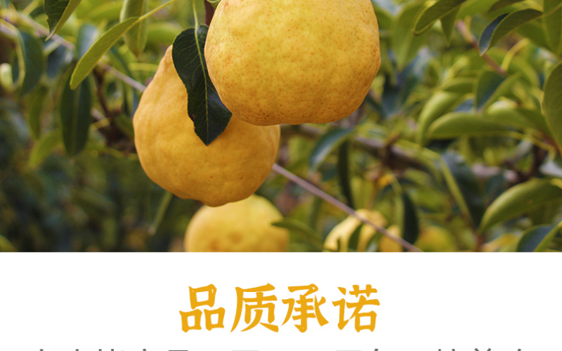 【一件代发】中华丑梨水果新鲜软糯香甜产地直供