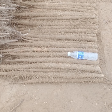 安阳内黄双棒山药/棒药铁棍大量上市对接市场商超电商