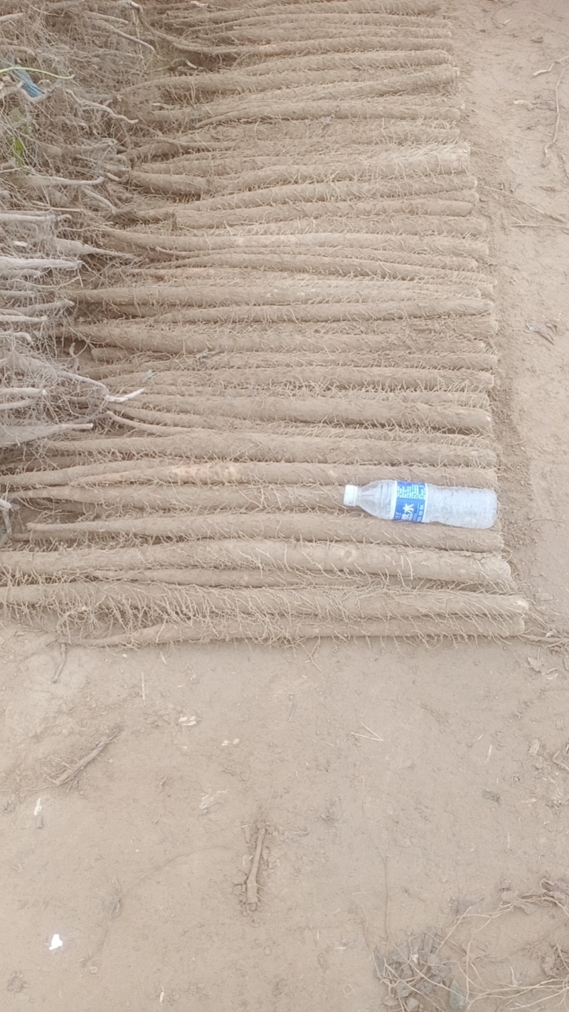 安阳内黄双棒山药/棒药铁棍大量上市对接市场商超电商