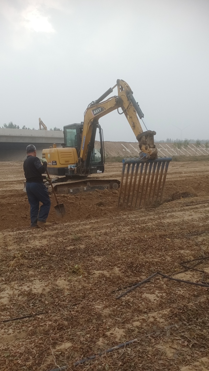 安阳内黄双棒山药/棒药铁棍大量上市对接市场商超电商