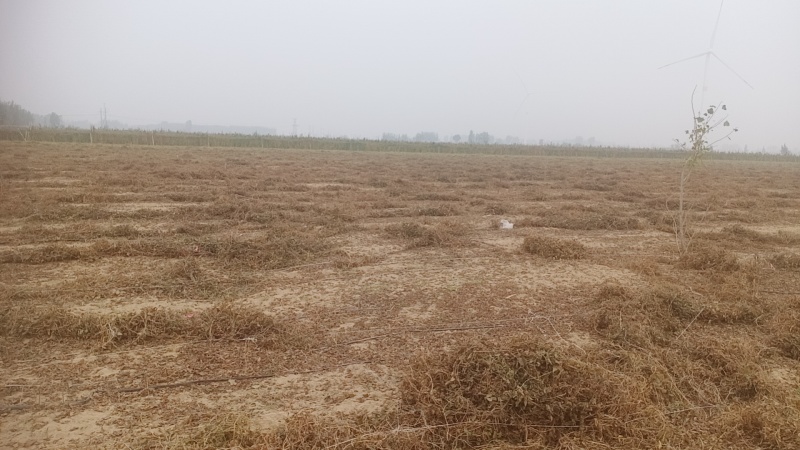 安阳内黄双棒山药/棒药铁棍大量上市对接市场商超电商