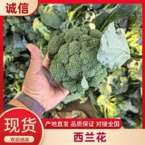 河南西兰花，西兰花大量供应中，产地直发全国。