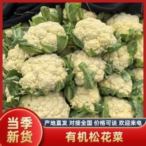 河南精品有机花菜，河南菜花，青梗白面，诚信经营代发全国。