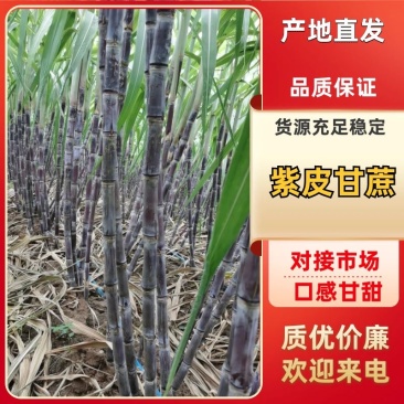【推荐】河南紫皮甘蔗，酥，甜，脆，粗，条型好，口感甜