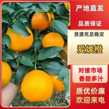 【推荐】四川爱媛橙供应市场商超电商量大价优