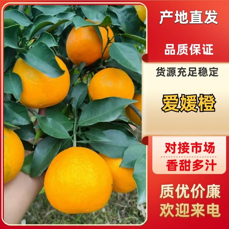 【推荐】四川爱媛橙供应市场商超电商量大价优