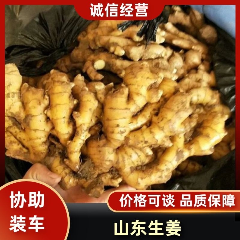 山东生姜优质小黄姜产地直销价格实惠一手货源品质保证