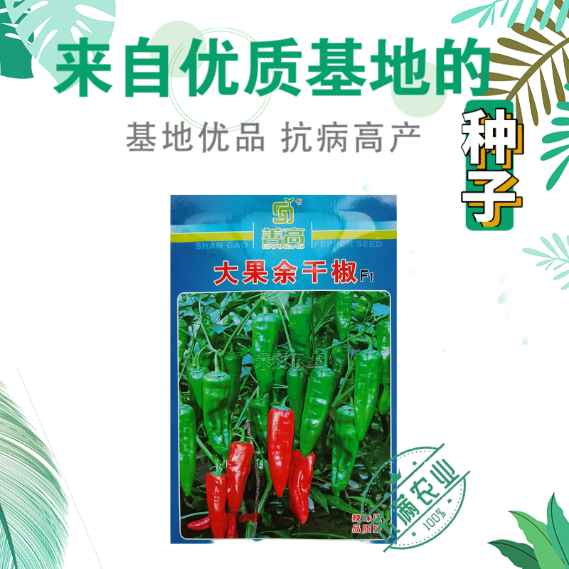 江西特色大果余干椒小虎辣种籽辣椒种籽大全小米辣椒种孑辣椒