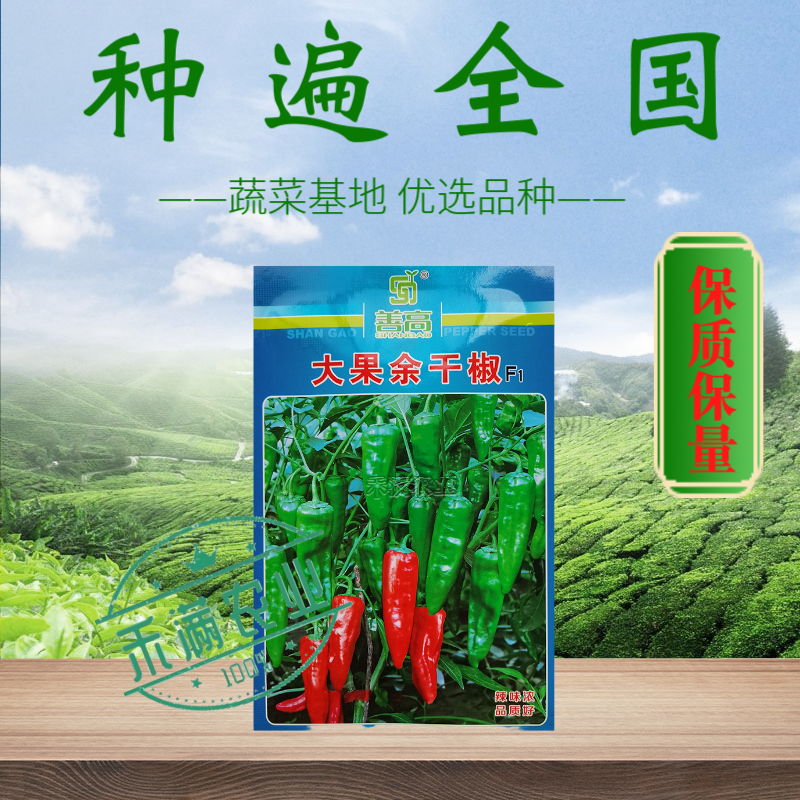 江西特色大果余干椒小虎辣种籽辣椒种籽大全小米辣椒种孑辣椒