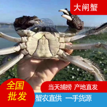 洪湖大闸蟹批发产地直销30斤起批，欢迎电话联系