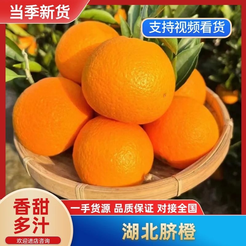 九月红脐橙个头大口感好甜分充足产地直发量大价优欢迎