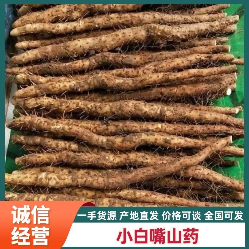 精选小白嘴山药产地直发货源充足供货稳定可视频看货
