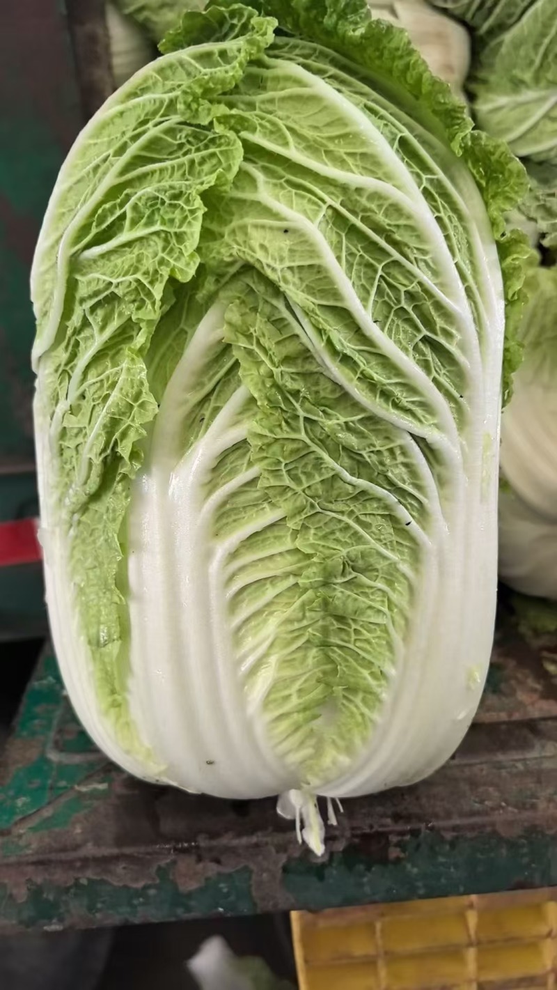 黄心大白菜，湖北天门大白菜产地直发对接全国批发等
