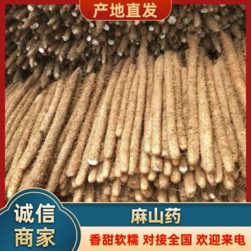精品麻山药产地直发货源充足供货稳定可视频看货