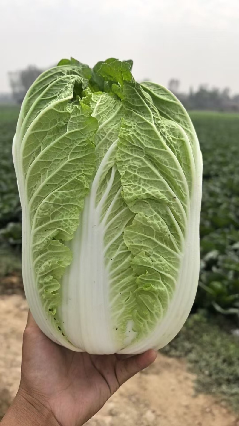 黄心大白菜，湖北天门大白菜产地直发对接全国批发等