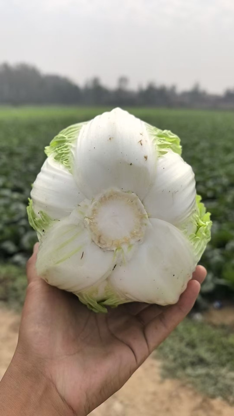 黄心大白菜，湖北天门大白菜产地直发对接全国批发等