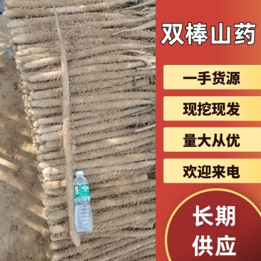 优质双棒山药产地一手全国供应价格美丽诚信经营欢迎选购