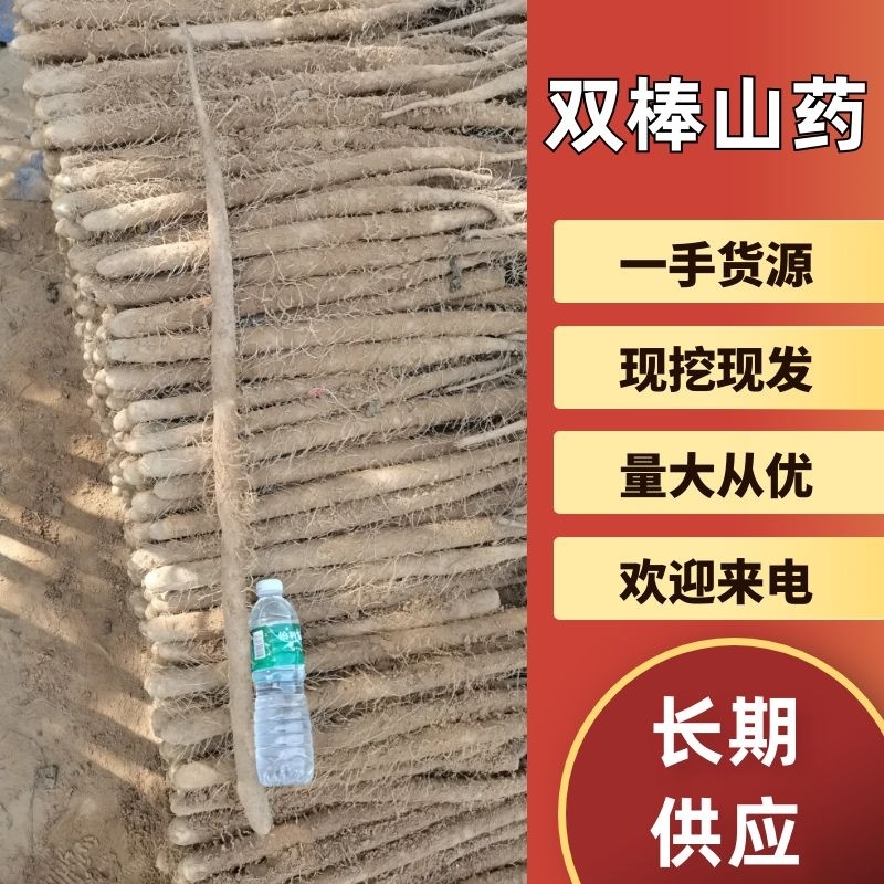 优质双棒山药产地一手全国供应价格美丽诚信经营欢迎选购