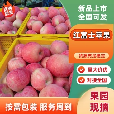 宁夏中卫沙坡头苹果，纸袋早富士大量上市量大从优