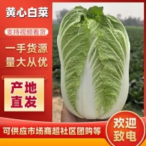 黄心大白菜，湖北天门大白菜产地直发对接全国批发等