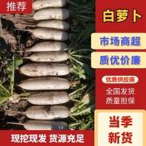 白萝卜湖北沙洋白萝卜基地发货一手货源批发品质保证价格便
