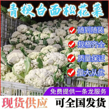 《推荐》安徽花菜青梗白面松花菜散花小米粒全国发货