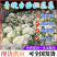 《推荐》安徽花菜青梗白面松花菜散花小米粒全国发货