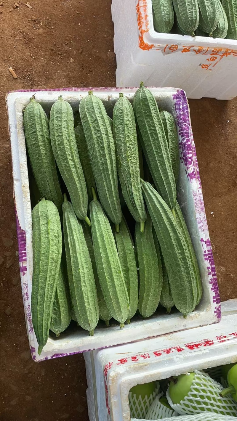 广东精品八角丝瓜现摘现发保鲜保质支持视频看货欢迎来电