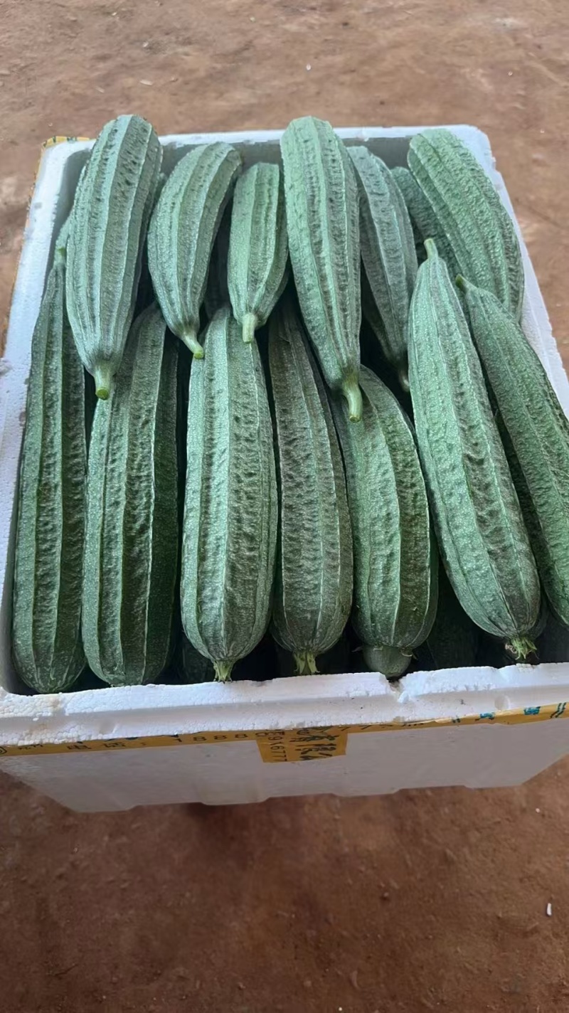 广东精品八角丝瓜现摘现发保鲜保质支持视频看货欢迎来电