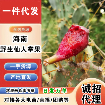 【招代理】海南野生仙人掌果/一件代发/产地直发/一手货源