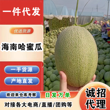 海南哈密瓜一件代发产地直发一手货源对接各大电商平