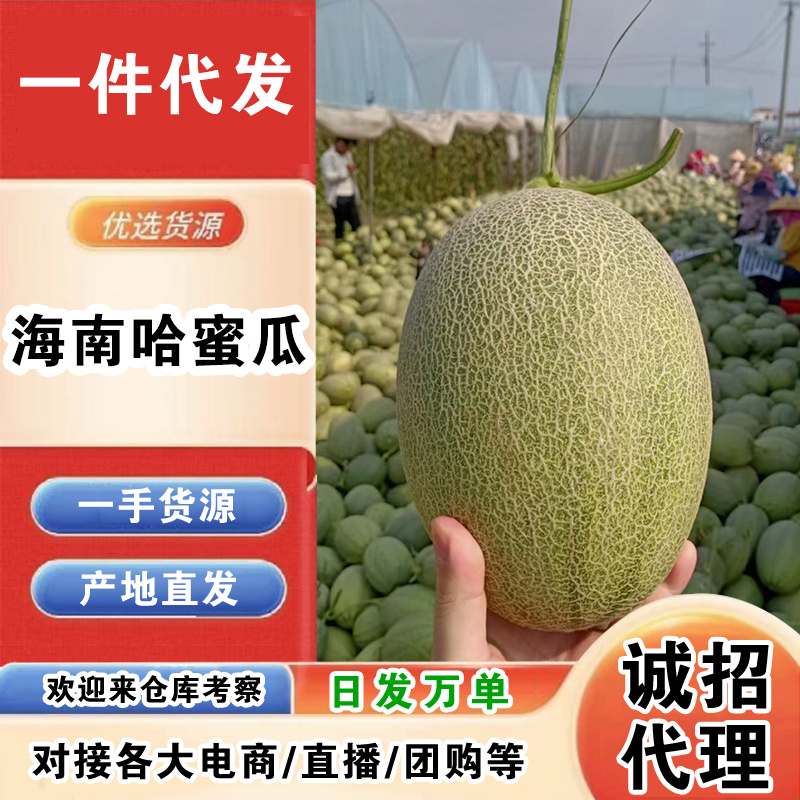 海南哈密瓜一件代发产地直发一手货源对接各大电商平