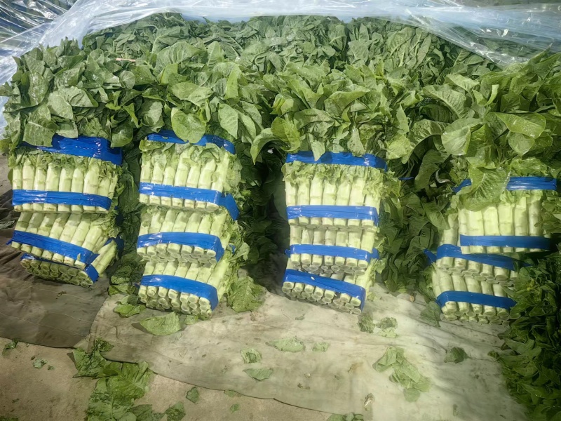 山东尖叶莴笋三青皮诚信一手货源大量上市货源充足交通便利