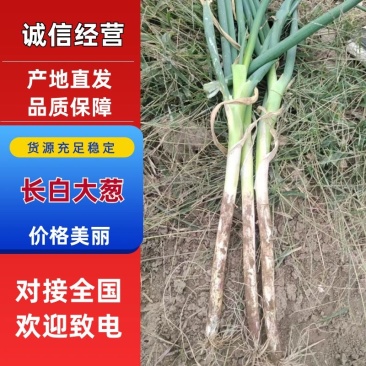 【大葱】河北长白大葱大量供应产地直发可供商超批发市场