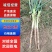 【大葱】河北长白大葱大量供应产地直发可供商超批发市场