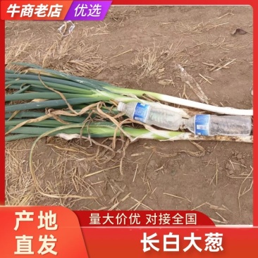 【热卖】河北长白大葱大量供应规格齐全可视频看货