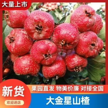 【河北】优选山楂大金星保质保量视频看货诚信经营