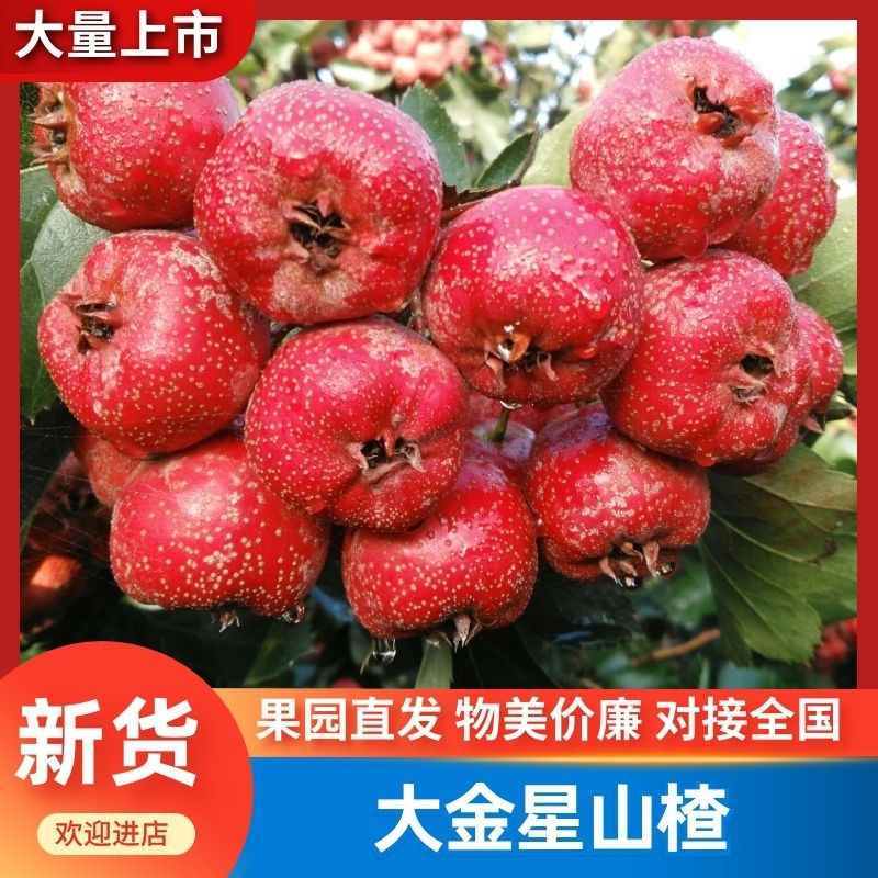 【河北】优选山楂大金星保质保量视频看货诚信经营