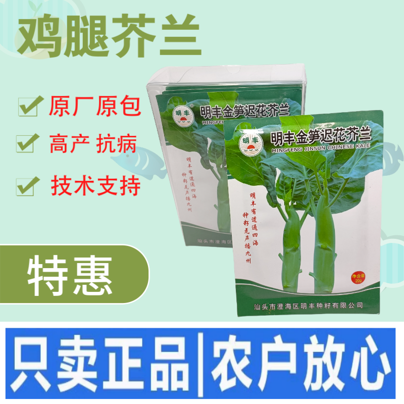 鸡腿芥兰种子大个头芥兰正宗大果蔬菜专用高产秋季种植抗病高