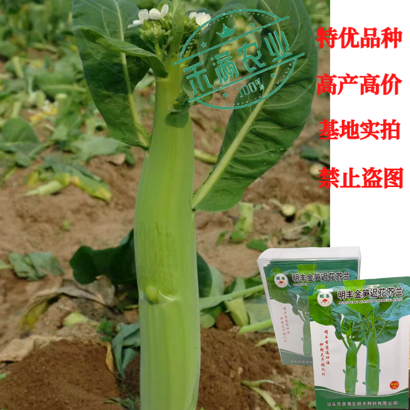 鸡腿芥兰种子大个头芥兰正宗大果蔬菜专用高产秋季种植抗病高