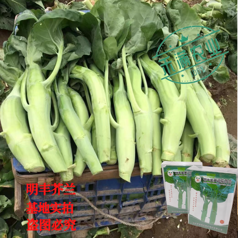 鸡腿芥兰种子大个头芥兰正宗大果蔬菜专用高产秋季种植抗病高