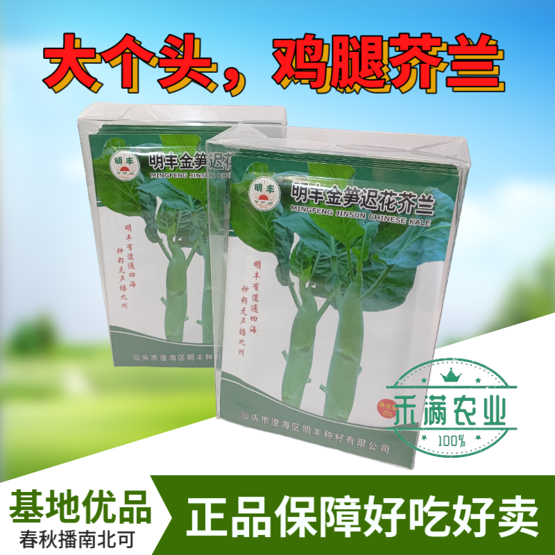 鸡腿芥兰种子大个头芥兰正宗大果蔬菜专用高产秋季种植抗病高