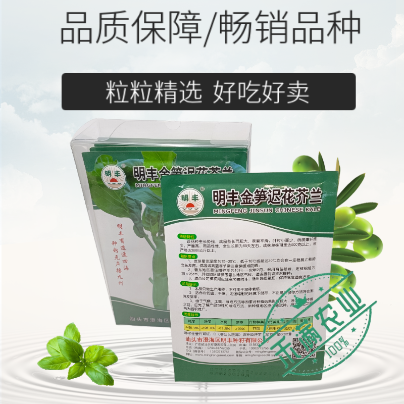 鸡腿芥兰种子大个头芥兰正宗大果蔬菜专用高产秋季种植抗病高