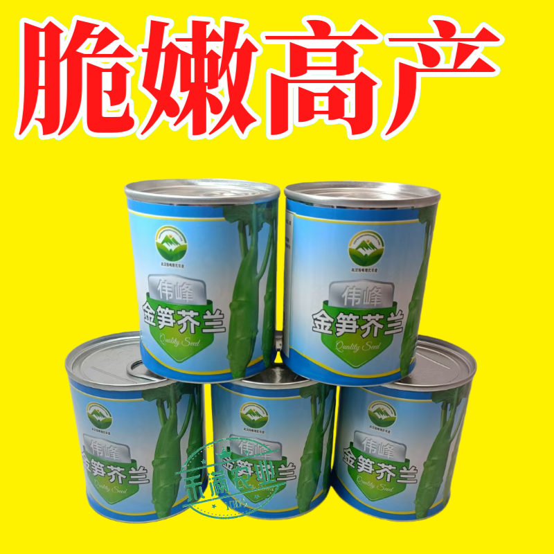 鸡腿芥兰种子大个头芥兰正宗大果蔬菜专用高产秋季种植抗病高