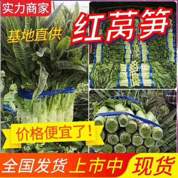 红尖叶莴笋《推荐》红莴笋安徽莴笋安徽莴苣砀山莴笋